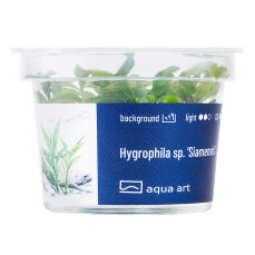 Hygrophila sp. Siamensis - InVitro
