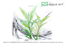 Hygrophila sp. Siamensis - InVitro