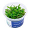 Hygrophila sp. Siamensis - InVitro