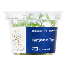 Hygrophila sp. Tiger - InVitro