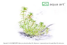 Limnophila sp. ’Vietnam’ - Vietnam-Sumpffreund InVitro