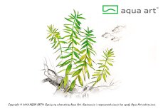 Limnophila sp. Scrophulariaceae - InVitro