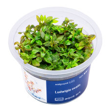 Ludwigia ovalis - InVitro Pflanze, grüne bis rote...