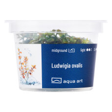 Ludwigia ovalis - InVitro Pflanze, grüne bis rote...