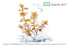 Ludwigia ovalis - InVitro Pflanze, grüne bis rote Blattfarbe