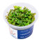 Ludwigia ovalis - InVitro Pflanze, grüne bis rote Blattfarbe