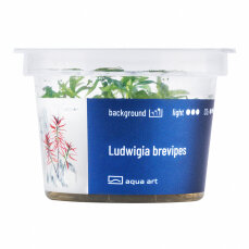 Ludwigia brevipes- InVitro