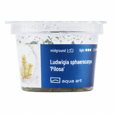Ludwigia sphaerocarpa Pilosa - InVitro