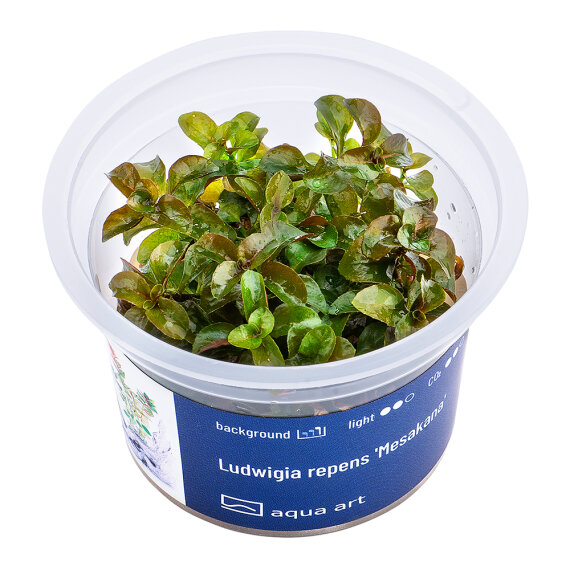 Ludwigia repens Mesakana - InVitro