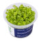 Micranthemum umbrosum - InVitro