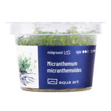 Micranthemum micranthemoides - InVitro