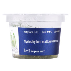 Myriophyllum mattogrossense - InVitro