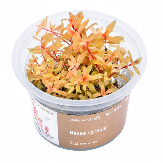 Nesea sp.’Gold, Goldene Pflanze für Aquarium - InVitro Pflanze