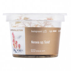 Nesea sp.’Gold, Goldene Pflanze für Aquarium -...
