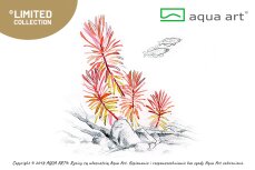 Nesea sp.’Gold, Goldene Pflanze für Aquarium - InVitro Pflanze