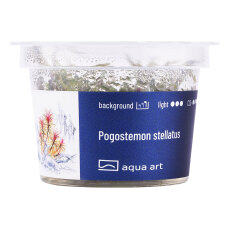 Pogostemon stellatus - InVitro