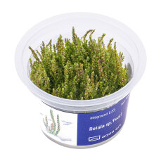 Rotala sp.Pearl - InVitro