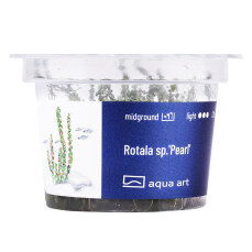 Rotala sp.Pearl - InVitro