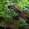 Bucephalandra spec. Needle Leaf