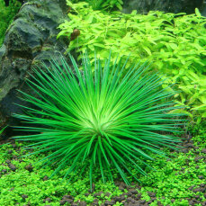 Eriocaulon cinereum - Einzigartige Aquarienpflanze