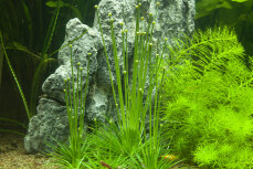 Eriocaulon cinereum - Einzigartige Aquarienpflanze