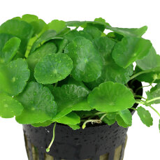 Hydrocotyle verticillata - amerikanischer Wassernabel,...