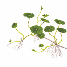 Hydrocotyle verticillata - amerikanischer Wassernabel, Hutpilzpflanze