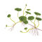 Hydrocotyle verticillata - amerikanischer Wassernabel, Hutpilzpflanze