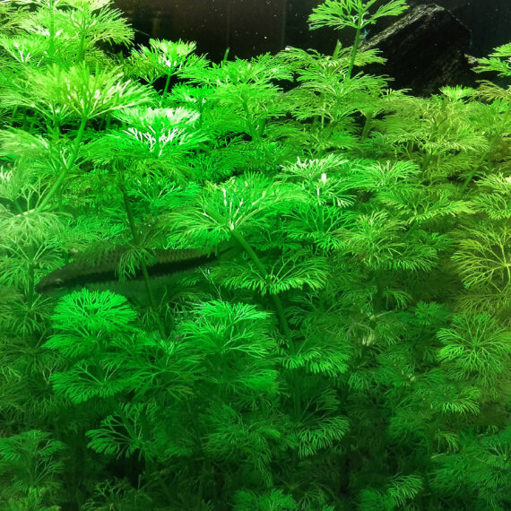 Limnophila sessiliflora- kleine Ambulie, anfängerfreundlich