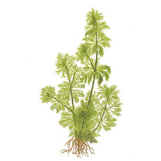 Limnophila sessiliflora- kleine Ambulie, anfängerfreundlich