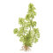 Limnophila sessiliflora- kleine Ambulie, anfängerfreundlich