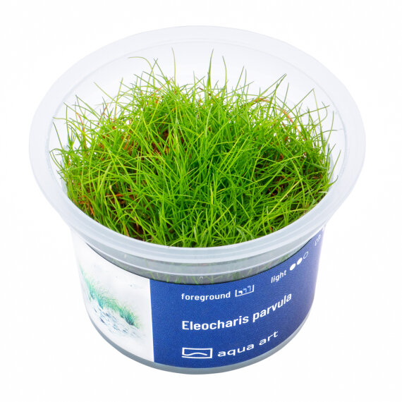 Eleocharis parvula, Bodendeckerpflanze fürs Aquarium