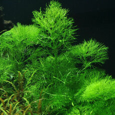 Limnophila aquatica 046 Topf