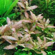 Rosablättriger Wasserfreund - Hygrophila polysperma