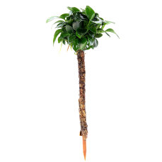 Anubias nana Bonsai auf Bonsai-Palme