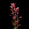 Ludwigia palustris - Rote Ludwigie