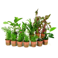 Juwel Rio 125 Liter Aquariumpflanzenset, Pflegeleichtes...