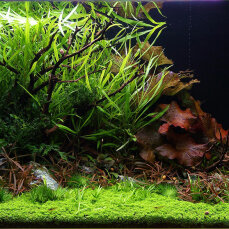 Aquarienlayout 110 von Tropica für ein 250 l Aquarium