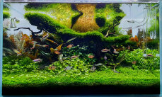 Aquarienlayout 122 - Jungle Tyne von Tropica für ein 110 l Aquarium