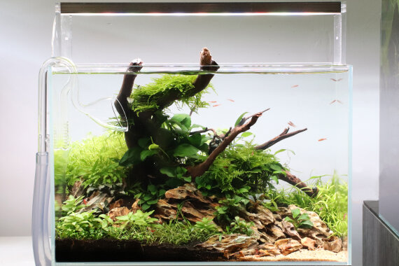 Aquarienlayout 115 von Tropica für ein 35 l Aquarium