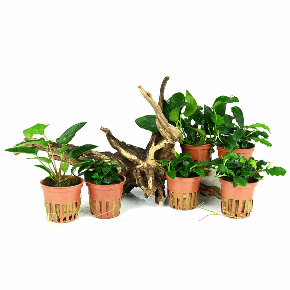 Pflanzenset mit 6 Aufsitzerpflanzen und Wurzel