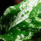 Anubias bateri var. nana ’Pinto’ Tropica