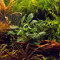 Anubias barteri var. nana ’Kirin’ Tropica