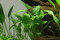 Schismatoglottis prietoi Laborpflanze Tropica