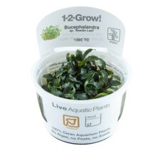 Bucephalandra sp. Needle Leaf Tropica