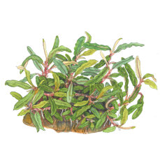 Bucephalandra sp. Needle Leaf Tropica