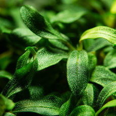 Bucephalandra sp. Needle Leaf Tropica