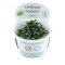 Bucephalandra sp. Needle Leaf Tropica