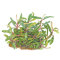 Bucephalandra sp. Needle Leaf Tropica