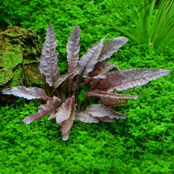 Cryptocoryne spec. Flamingo - Flamingowasserkelch